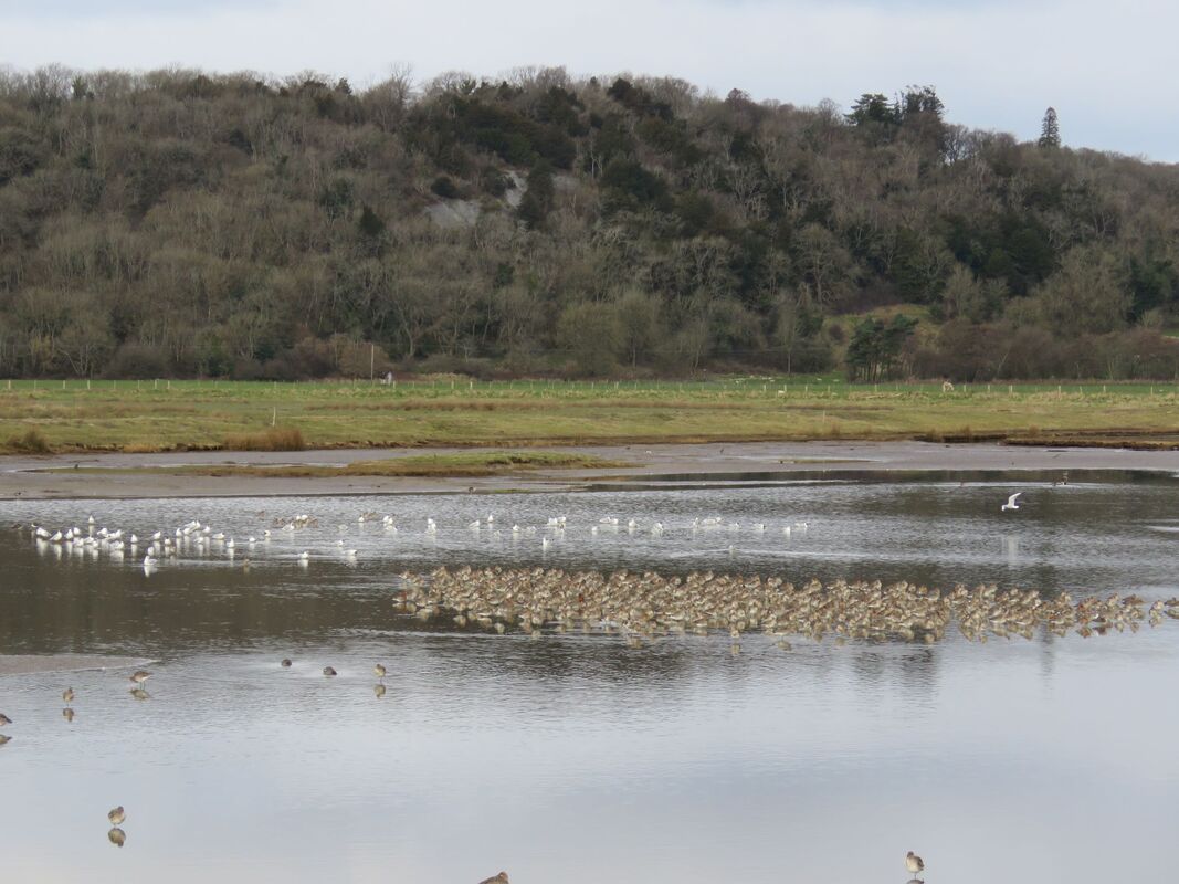 From the sea-hide, RSPB Leighton Moss - Cumbria Naturally